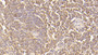 DAB staining on IHC-P; Sample: Human Spleen Tissue; Primary Ab: 30ug/ml Mouse Anti-Human C5a Antibody; Second Ab: 2ug/mL HRP-Linked Caprine Anti-Mouse IgG Polyclonal Antibody