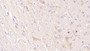 DAB staining on IHC-P; Sample: Human Cerebrum Tissue; Primary Ab: 40ug/ml Mouse Anti-Human NRGN Antibody Second Ab: 2ug/mL HRP-Linked Caprine Anti-Mouse IgG Polyclonal Antibody