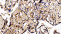 DAB staining on IHC-P; Sample: Human Placenta Tissue; Primary Ab: 20ug/ml Mouse Anti-Human HDAC1 Antibody Second Ab: 2ug/mL HRP-Linked Caprine Anti-Mouse IgG Polyclonal Antibody