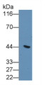 Western Blot; Sample: Human Placenta lysate Primary Ab: 3ug/ml Mouse Anti-Human KRT19 Antibody Second Ab: 0.2ug/mL HRP-Linked Rabbit Anti-Mouse IgG Polyclonal Antibody