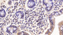 DAB staining on IHC-P; Sample: Rabbit Colon Tissue; Primary Ab: 40ug/ml Mouse Anti-Rabbit IL10 Antibody Second Ab: 2ug/mL HRP-Linked Caprine Anti-Mouse IgG Polyclonal Antibody