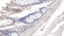 DAB staining on IHC-P; Sample: Porcine Colon Tissue; Primary Ab: 20ug/ml Mouse Anti-Porcine IL10 Antibody Second Ab: 2ug/mL HRP-Linked Caprine Anti-Mouse IgG Polyclonal Antibody