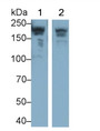 Western Blot; Sample: Lane1: Porcine Skeletal muscle lysate; Lane2: Rat Skeletal muscle lysate Primary Ab: 0.02ug/ml Mouse Anti-Human MYH7 Antibody Second Ab: 0.2ug/mL HRP-Linked Caprine Anti-Mouse IgG Polyclonal Antibody