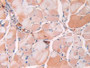 DAB staining on IHC-P; Sample: Mouse Skeletal muscle Tissue; Primary Ab: 40ug/ml Mouse Anti-Mouse RETN Antibody; Second Ab: 2ug/mL HRP-Linked Caprine Anti-Mouse IgG Polyclonal Antibody