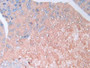 DAB staining on IHC-P; Sample: Mouse Pancreas Tissue; Primary Ab: 40ug/ml Mouse Anti-Mouse RETN Antibody; Second Ab: 2ug/mL HRP-Linked Caprine Anti-Mouse IgG Polyclonal Antibody