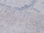 DAB staining on IHC-P; Sample: Mouse Cerebrum Tissue; Primary Ab: 20ug/ml Mouse Anti-Mouse RETN Antibody Second Ab: 2ug/mL HRP-Linked Caprine Anti-Mouse IgG Polyclonal Antibody