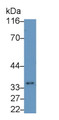 Western Blot; Sample: RAW264.7 cell lysate Primary Ab: 0.2ug/ml Mouse Anti-Mouse IL1b Antibody Second Ab: 0.2ug/mL HRP-Linked Caprine Anti-Mouse IgG Polyclonal Antibody