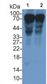 Western Blot; Sample: Lane1: Rat Serum; Lane2: Rat Plasma Primary Ab: 2ug/ml Mouse Anti-Rat HRG Antibody Second Ab: 0.2ug/mL HRP-Linked Caprine Anti-Mouse IgG Polyclonal Antibody