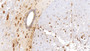 DAB staining on IHC-P; Sample: Rat Spinal cord Tissue; Primary Ab: 10ug/ml Mouse Anti-Rat HRG Antibody; Second Ab: 2ug/mL HRP-Linked Caprine Anti-Mouse IgG Polyclonal Antibody