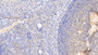 DAB staining on IHC-P; Sample: Rat Ovary Tissue; Primary Ab: 10ug/ml Mouse Anti-Rat HRG Antibody; Second Ab: 2ug/mL HRP-Linked Caprine Anti-Mouse IgG Polyclonal Antibody