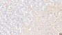 DAB staining on IHC-P; Sample: Human Spinal cord Tissue; Primary Ab: 10ug/ml Mouse Anti-Human MBP Antibody; Second Ab: 2ug/mL HRP-Linked Caprine Anti-Mouse IgG Polyclonal Antibody