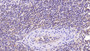 DAB staining on IHC-P; Sample: Human Spleen Tissue; Primary Ab: 40ug/ml Mouse Anti-Human CDNF Antibody Second Ab: 2ug/mL HRP-Linked Caprine Anti-Mouse IgG Polyclonal Antibody