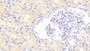 DAB staining on IHC-P; Sample: Human Kidney Tissue; Primary Ab: 20ug/ml Mouse Anti-Human UTE Antibody Second Ab: 2ug/mL HRP-Linked Caprine Anti-Mouse IgG Polyclonal Antibody