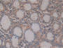 DAB staining on IHC-P; Sample: Porcine Stomach Tissue; Primary Ab: 10ug/ml Rabbit Anti-Porcine SCF Antibody; Second Ab: 2ug/mL HRP-Linked Caprine Anti-Rabbit IgG Polyclonal Antibody