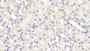 DAB staining on IHC-P; Sample: Mouse Kidney Tissue; Primary Ab: 20ug/ml Rabbit Anti-Mouse IgG3 Antibody; Second Ab: 2ug/mL HRP-Linked Caprine Anti-Rabbit IgG Polyclonal Antibody