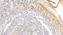 DAB staining on IHC-P; Sample: Human Tonsil Tissue; Primary Ab: 10ug/ml Rabbit Anti-Human IgG4 Antibody Second Ab: 2ug/mL HRP-Linked Caprine Anti-Rabbit IgG Polyclonal Antibody