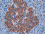 DAB staining on IHC-P; Sample: Human Pancreas Tissue; Primary Ab: 40ug/ml Mouse Anti-Human CCK8 Antibody Second Ab: 2ug/mL HRP-Linked Caprine Anti-Mouse IgG Polyclonal Antibody