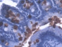 DAB staining on IHC-P; Sample: Rat Small intestine Tissue; Primary Ab: 20ug/ml Mouse Anti-Multi-species LPS Antibody Second Ab: 2ug/mL HRP-Linked Caprine Anti-Mouse IgG Polyclonal Antibody
