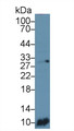 Western Blot; Sample: MCF7 cell lysate; Primary Ab: 3ug/ml Mouse Anti-Human S100A6 Antibody; Second Ab: 0.2ug/mL HRP-Linked Caprine Anti-Mouse IgG Polyclonal Antibody