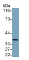 Western Blot; Sample: Jurkat cell lysate Primary Ab: 0.4ug/ml Mouse Anti-Human LDHB Antibody Second Ab: 0.2ug/mL HRP-Linked Caprine Anti-Mouse IgG Polyclonal Antibody