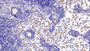 DAB staining on IHC-P; Sample: Rat Lymph node Tissue; Primary Ab: 20ug/ml Mouse Anti-Human CASP8 Antibody Second Ab: 2ug/mL HRP-Linked Caprine Anti-Mouse IgG Polyclonal Antibody
