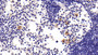 DAB staining on IHC-P; Sample: Rat Lymph node Tissue; Primary Ab: 20ug/ml Mouse Anti-Mouse VCAM1 Antibody Second Ab: 2ug/mL HRP-Linked Caprine Anti-Mouse IgG Polyclonal Antibody