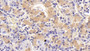 DAB staining on IHC-P; Sample: Porcine Pituitary Tissue; Primary Ab: 20ug/ml Mouse Anti-Rat FSHb Antibody Second Ab: 2ug/mL HRP-Linked Caprine Anti-Mouse IgG Polyclonal Antibody