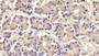 DAB staining on IHC-P; Sample: Porcine Pituitary Tissue; Primary Ab: 20ug/ml Mouse Anti-Rat FSHb Antibody Second Ab: 2ug/mL HRP-Linked Caprine Anti-Mouse IgG Polyclonal Antibody