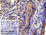 DAB staining on IHC-P; Sample: Mouse Oviduct Tissue; Primary Ab: 10ug/ml Rabbit Anti-Human TJP3 Antibody; Control: Used PBS instead of primary antibody; Second Ab: 2ug/ml HRP-Linked Caprine Anti-Rabbit IgG Polyclonal Antibody