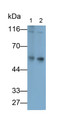 Western Blot; Samples: Lane1: Rat Cerebrum lysate; Lane2: Porcine Cerebrum lysate; Primary Ab: 0.1ug/ml Rabbit Anti-Human SYNPO Antibody; Second Ab: 0.2ug/ml HRP-Linked Caprine Anti-Rabbit IgG Polyclonal Antibody