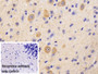 DAB staining on IHC-P; Sample: Mouse Cerebellum Tissue; Primary Ab: 10ug/ml Rabbit Anti-Human SEMA5B Antibody; Control: Used PBS instead of primary antibody; Second Ab: 2ug/ml HRP-Linked Caprine Anti-Rabbit IgG Polyclonal Antibody