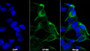 AF488 staining on IF; Sample: SH-SY5Y cell; Primary Ab: 20ug/ml Rabbit Anti-Human SEMA5B Antibody; Second Ab: 2ug/ml AF488-Linked Caprine Anti-Rabbit IgG Polyclonal Antibody