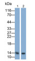 Western Blot; Samples: Lane1: Rat Seminal vesicle lysate; Lane2: Human Saliva; Primary Ab: 0.5ug/ml Rabbit Anti-Rat SLPI Antibody; Second Ab: 0.2ug/ml HRP-Linked Caprine Anti-Rabbit IgG Polyclonal Antibody