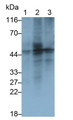 Western Blot; Samples: Lane1: Rat Lymph node lysate; Lane2: Rat Thymus lysate; Lane3: MCF7 cell lysate; Primary Ab: 0.4ug/ml Mouse Anti-Rat VEGFC Antibody; Second Ab: 0.2ug/ml HRP-Linked Caprine Anti-Mouse IgG Polyclonal Antibody