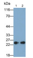 Western Blot; Samples: Lane1: HepG2 cell lysate; Lane2: MCF7 cell lysate; Primary Ab: 0.01ug/ml Mouse Anti-Human MRPS4 Antibody; Second Ab: 0.2ug/ml HRP-Linked Caprine Anti-Mouse IgG Polyclonal Antibody