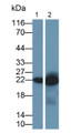 Western Blot; Samples: Lane1: Hela cell lysate; Lane2: Jurkat cell lysate; Primary Ab: 0.05ug/ml Mouse Anti-Human MRPS4 Antibody; Second Ab: 0.2ug/ml HRP-Linked Caprine Anti-Mouse IgG Polyclonal Antibody