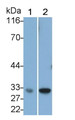 Western Blot; Sample: Lane1: Rat Kidney lysate; Lane2: Rat Pancreas lysate Primary Ab: 0.4ug/ml Mouse Anti-Human IGF1 Antibody Second Ab: 0.2ug/mL HRP-Linked Caprine Anti-Mouse IgG Polyclonal Antibody