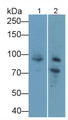 Western Blot; Sample: Lane1: Rat Cerebrum lysate; Lane2: Rat Spleen lysate Primary Ab: 0.8ug/ml Rabbit Anti-Mouse SEMA4D Antibody Second Ab: 0.2ug/mL HRP-Linked Caprine Anti-Rabbit IgG Polyclonal Antibody