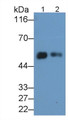 Western Blot; Sample: Lane1: Human Milk; Lane2: Human Urine Primary Ab: 0.2ug/ml Rabbit Anti-Human CD14 Antibody Second Ab: 0.2ug/mL HRP-Linked Caprine Anti-Rabbit IgG Polyclonal Antibody