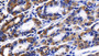 DAB staining on IHC-P; Sample: Human Stomach Tissue; Primary Ab: 10ug/ml Rabbit Anti-Human PHB Antibody; Second Ab: 2ug/mL HRP-Linked Caprine Anti-Rabbit IgG Polyclonal Antibody
