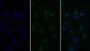 FITC staining on IF; Sample: Human Hela cell; Primary Ab: 20ug/ml Rabbit Anti-Porcine HDAC6 Antibody; Second Ab: 1.5ug/ml FITC-Linked Caprine Anti-Rabbit IgG Polyclonal Antibody