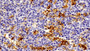 DAB staining on IHC-P; Sample: Human Spleen Tissue; Primary Ab: 10ug/ml Rabbit Anti-Human HO1 Antibody Second Ab: 2ug/mL HRP-Linked Caprine Anti-Rabbit IgG Polyclonal Antibody