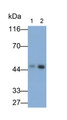 Western Blot; Samples: Lane1: Raji cell lysate; Lane2: Ramos cell lysate; Primary Ab: 0.3ug/ml Rabbit Anti-Human PAX5 Antibody; Second Ab: 0.2ug/ml HRP-Linked Caprine Anti-Rabbit IgG Polyclonal Antibody