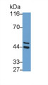 Western Blot; Sample: Hela cell lysate Primary Ab: 0.04ug/ml Rabbit Anti-Human MHCG Antibody Second Ab: 0.2ug/mL HRP-Linked Caprine Anti-Rabbit IgG Polyclonal Antibody