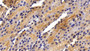 DAB staining on IHC-P; Sample: Rat Spleen Tissue; Primary Ab: 20ug/ml Rabbit Anti-Human CBG Antibody; Second Ab: 2ug/mL HRP-Linked Caprine Anti-Rabbit IgG Polyclonal Antibody