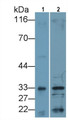 Western Blot; Sample: Lane1: Rat Lung lysate; Lane2: Rat Small intestine lysate Primary Ab: 0.4ug/ml Mouse Anti-Rat IL33 Antibody Second Ab: 0.2ug/mL HRP-Linked Caprine Anti-Mouse IgG Polyclonal Antibody
