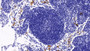 DAB staining on IHC-P; Sample: Rat Lymph node Tissue; Primary Ab: 30ug/ml Mouse Anti-Human BST1 Antibody Second Ab: 2ug/mL HRP-Linked Caprine Anti-Mouse IgG Polyclonal Antibody