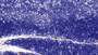 DAB staining on IHC-P; Sample: Rat Thymus Tissue; Primary Ab: 30ug/ml Mouse Anti-Human BST1 Antibody; Second Ab: 2ug/mL HRP-Linked Caprine Anti-Mouse IgG Polyclonal Antibody