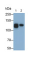 Western Blot; Samples: Lane1: Raji cell lysate; Lane2: Ramos cell lysate; Primary Ab: 1ug/ml Mouse Anti-Human SIGLEC2 Antibody; Second Ab: 0.2ug/ml HRP-Linked Caprine Anti-Mouse IgG Polyclonal Antibody