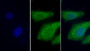 FITC staining on IF; Sample: Human Hela cell; Primary Ab: 30ug/ml Mouse Anti-Human LOX1 Antibody Second Ab: 2ug/ml FITC-Linked Caprine Anti-Mouse IgG Polyclonal Antibody